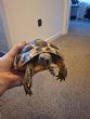 Hermanns : Female approx 13-14 years old (Otis)